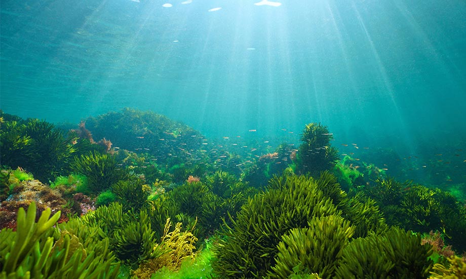 海藻で地球温暖化にブレーキ。ブルーカーボンは日本の脱炭素の切り札になるかのイメージ