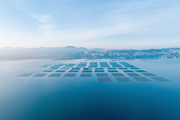 養殖の100年史と近未来－水産業の温故知新－